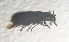Cryphaeus taurus