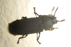 Cryphaeus taurus