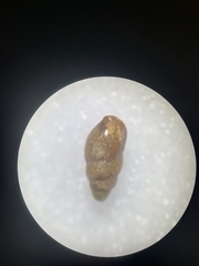 Gastropoda