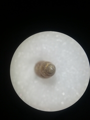 Gastropoda