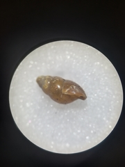 Gastropoda