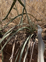 Agave stringens