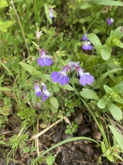 Collinsia violacea