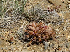 Aphyllon corymbosum