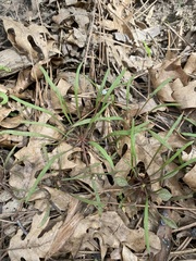 Claytonia parviflora viridis