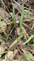 Claytonia parviflora viridis