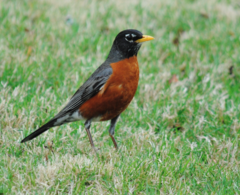 Turdus migratorius