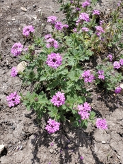 Glandularia tumidula