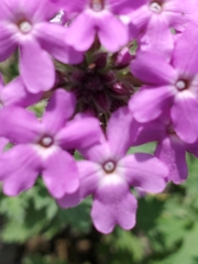 Glandularia tumidula