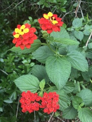 Lantana camara image