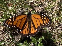 Danaus plexippus