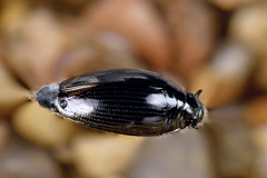 Gyrinus