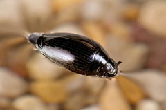 Gyrinus