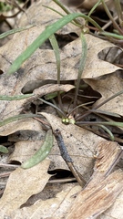 Claytonia parviflora viridis