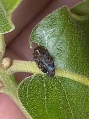 Brachys ovatus