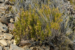 Dracophyllum acerosum