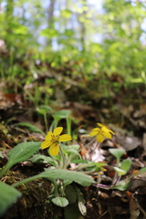 Chrysogonum