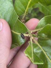 Brachys ovatus