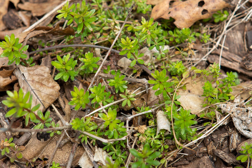 Galium mollugo iNat (1)
