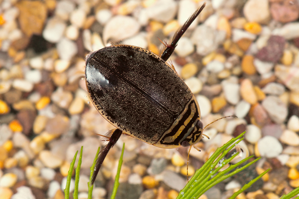 Lesser Diving-beetle, photo 1 of 10