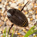 Lesser Diving-Beetle - Photo (c) Nikolai Vladimirov, some rights reserved (CC BY-NC), uploaded by Nikolai Vladimirov