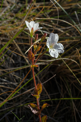 Epilobium chlorifolium