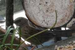Prunella modularis