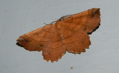 Euchlaena johnsonaria