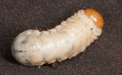 Dorcus parallelipipedus