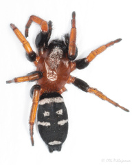 Poecilochroa variana