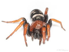 Poecilochroa variana