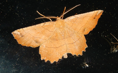 Euchlaena johnsonaria