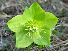 Helleborus odorus