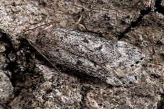 Anacampsis populella