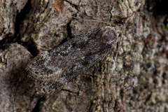 Anacampsis populella
