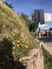 Calendula officinalis