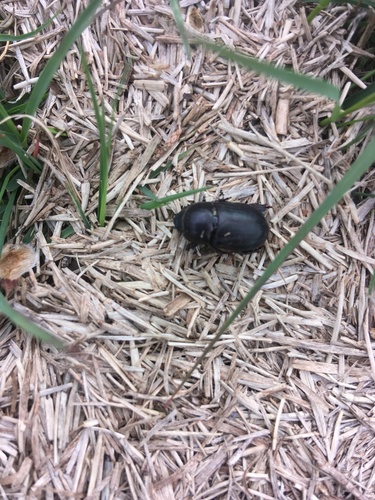Sugarcane Beetle photo 6
