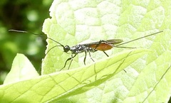 Atanycolus cappaerti