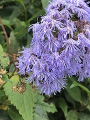 Aristeguietia lamiifolia