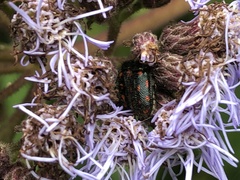 Aristeguietia lamiifolia