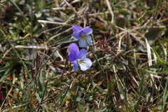 Viola tricolor