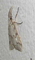Diota rostrata