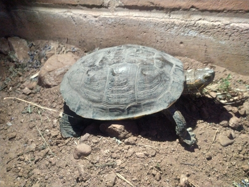 Yaqui Slider, Trachemys yaquia