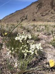 Astragalus leibergii