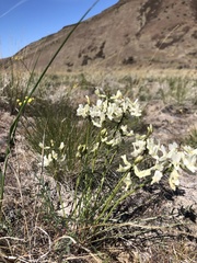 Astragalus leibergii