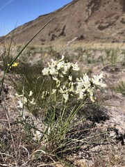 Astragalus leibergii
