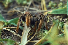 Augacephalus breyeri