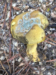 Retiboletus