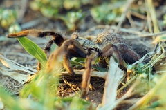 Augacephalus breyeri