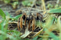 Augacephalus breyeri